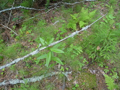 Cirsium arvense integrifolium