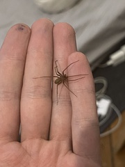 Loxosceles rufescens