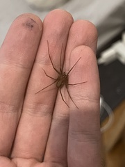 Loxosceles rufescens