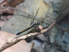 Orthetrum