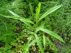 Lactuca sibirica