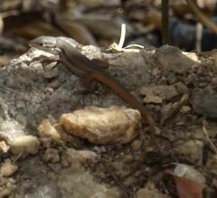 Psammodromus algirus