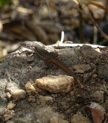 Psammodromus algirus