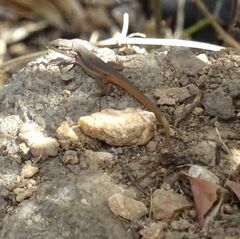 Psammodromus algirus