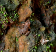 Minervarya rufescens