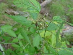 Rubus sachalinensis