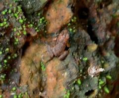 Minervarya rufescens