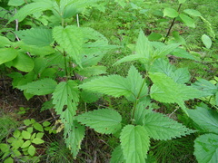 Urtica sondenii