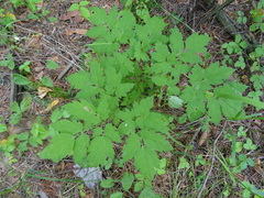 Actaea erythrocarpa