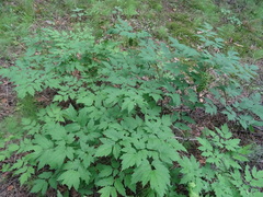 Actaea erythrocarpa