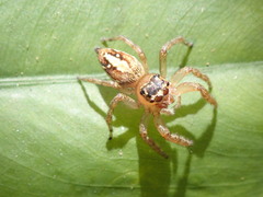Salticinae