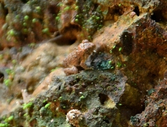 Minervarya rufescens