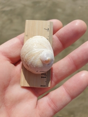 Sigapatella novaezelandiae