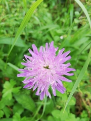 Knautia arvensis