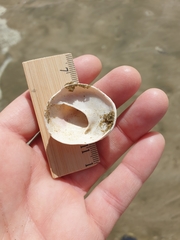 Sigapatella novaezelandiae