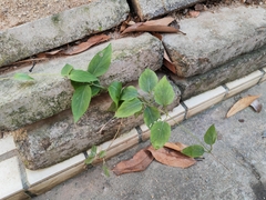 Paederia foetida
