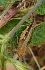 Aiolopus strepens