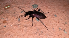 Carabus smaragdinus