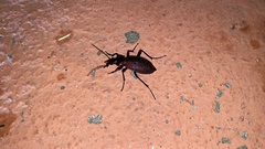 Carabus smaragdinus
