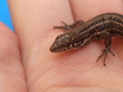 Podarcis guadarramae