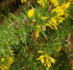 Ulex