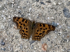Polygonia c-aureum