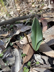 Cryptostylis subulata