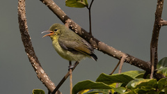 Nectariniidae