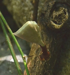 Auricularia polytricha