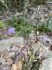 Scabiosa