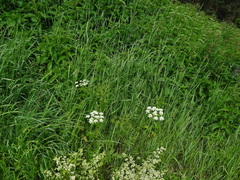 Chaerophyllum prescottii