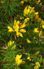 Ulex