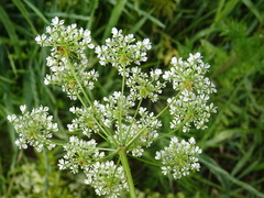 Chaerophyllum prescottii