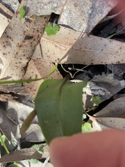 Cryptostylis subulata