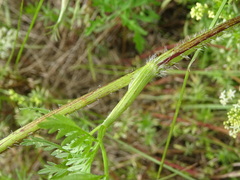 Chaerophyllum prescottii