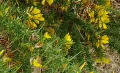 Ulex