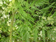 Chaerophyllum prescottii