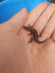 Podarcis guadarramae