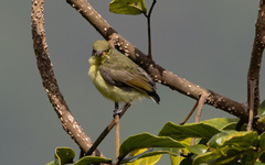 Nectariniidae