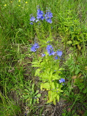 Veronica teucrium