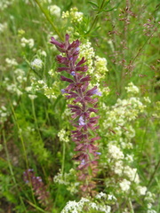 Dracocephalum thymiflorum