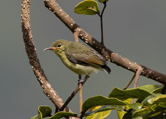 Nectariniidae
