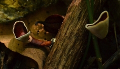 Auricularia polytricha