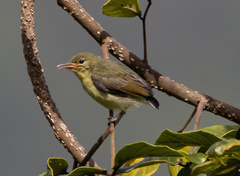 Nectariniidae