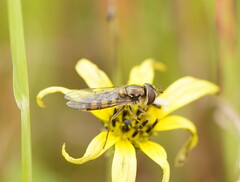 Melangyna viridiceps