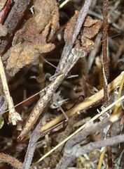 Geomantis larvoides