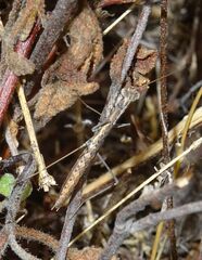 Geomantis larvoides