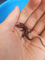 Podarcis guadarramae