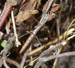 Geomantis larvoides