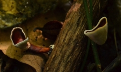 Auricularia polytricha